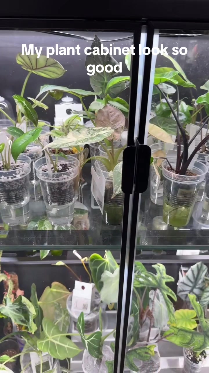 @🪴Stephanie | Plant Addict