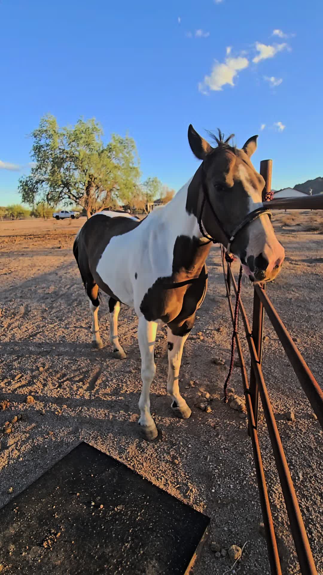 @🐎🐴picture perfect🐴🐎