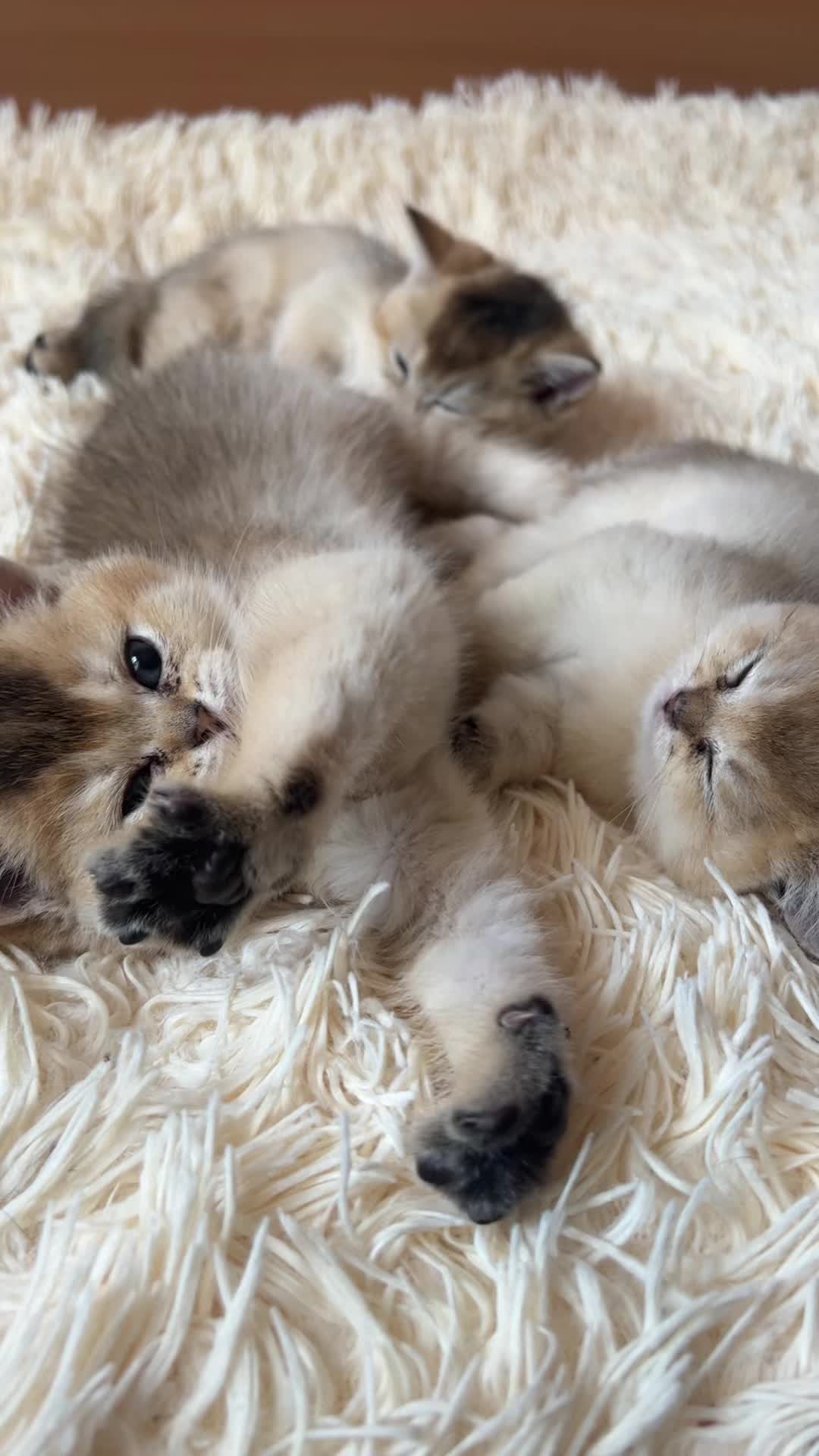 @🐈