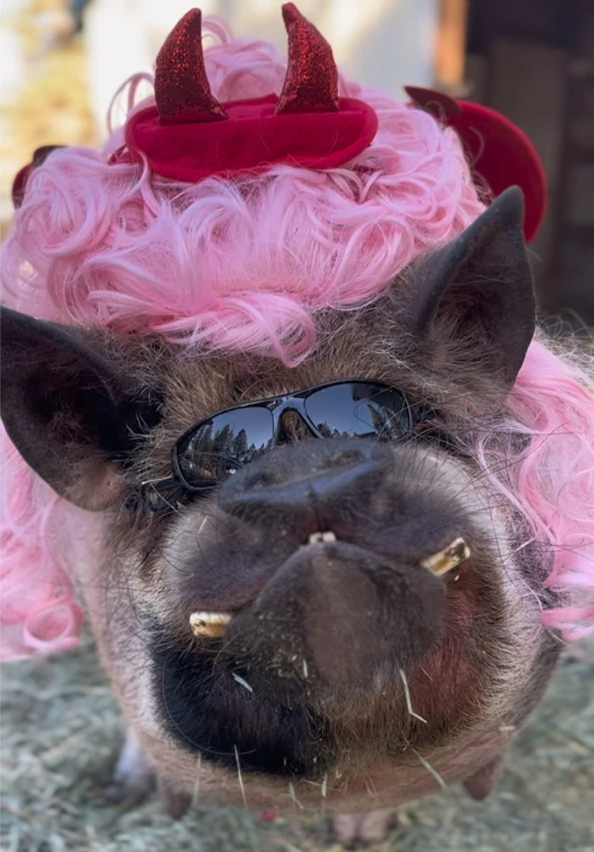 @thewinstonthepig