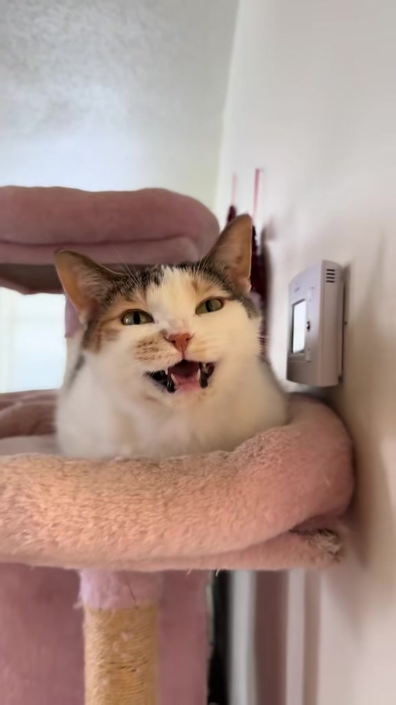 @Tali & Cats