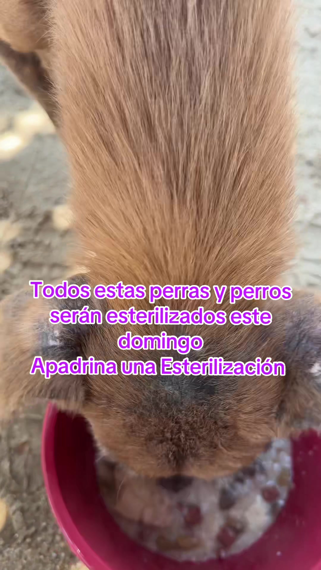 @Rescatando a los Peludos