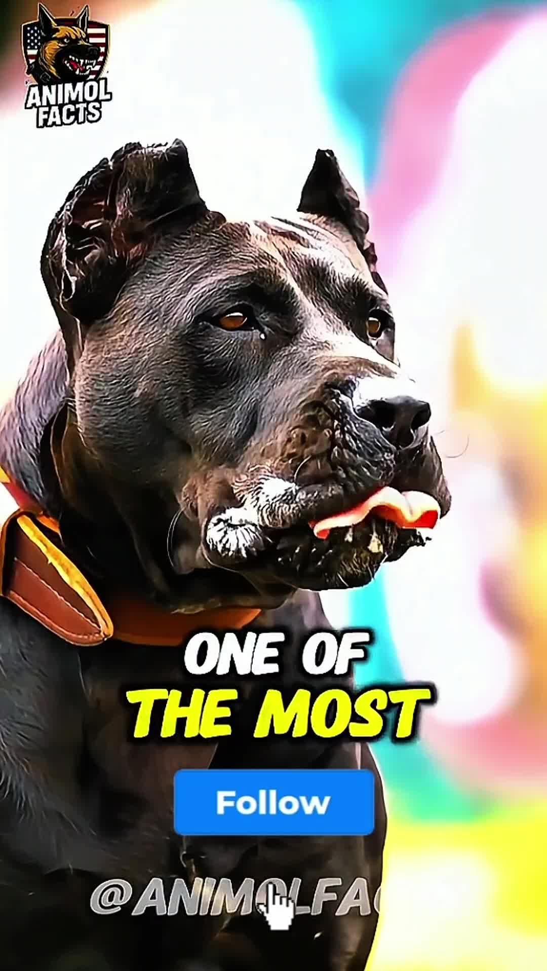 @animolfacts