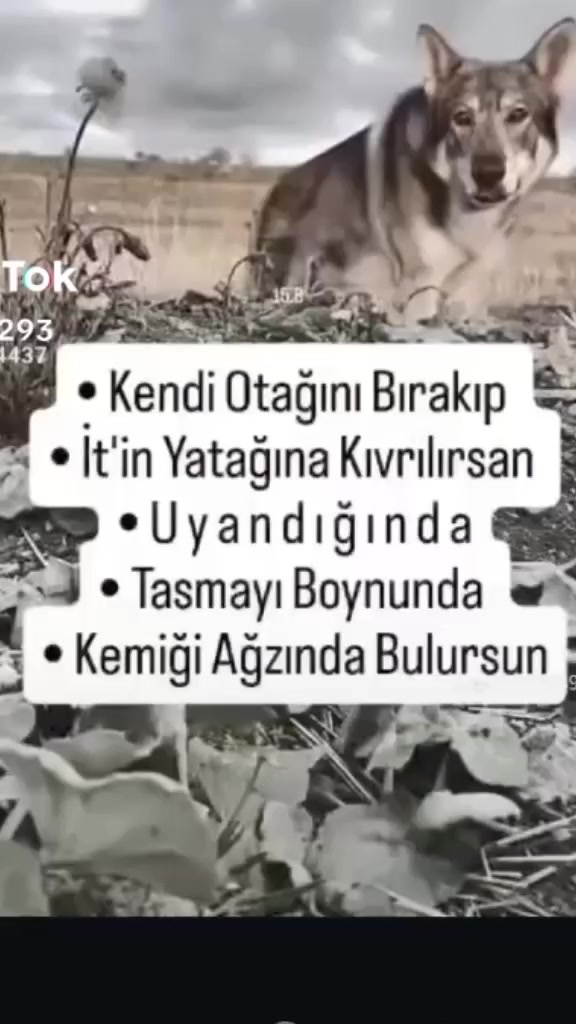 @Ömer Gök
