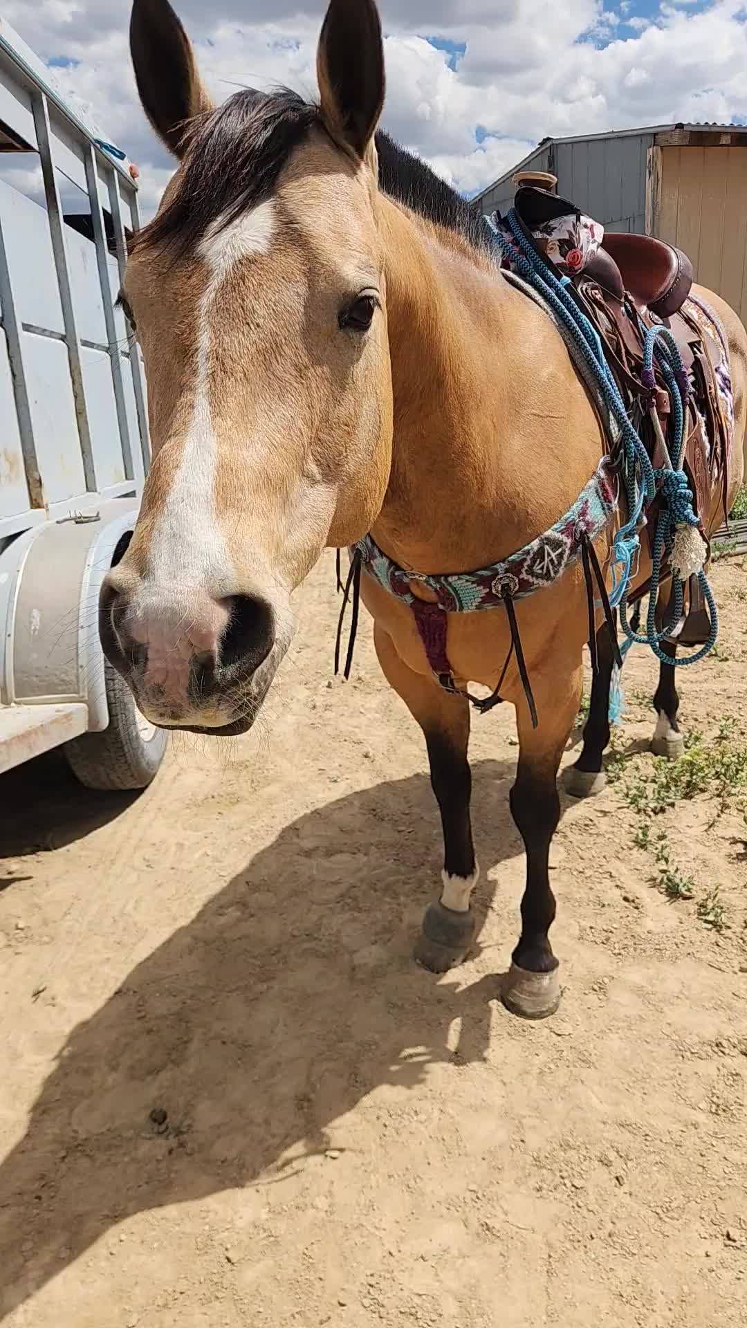 @Olsen Horse & Cattle Co. LLC