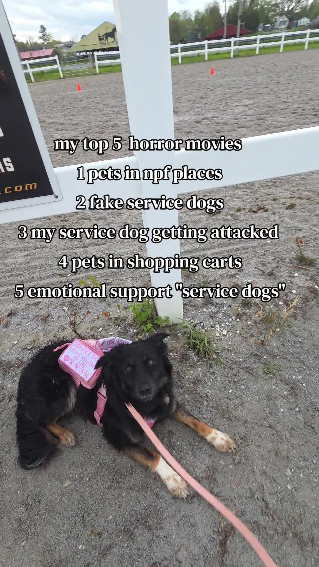 @Nala the Service aussie