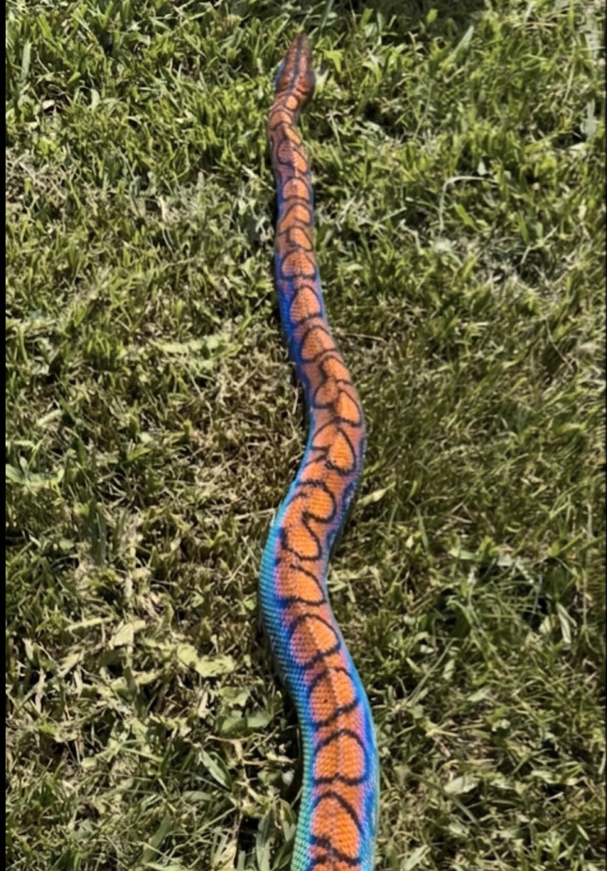 @Tommys_reptiles