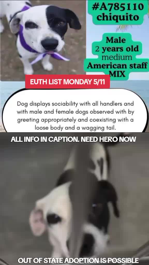 @@rescuedogs911