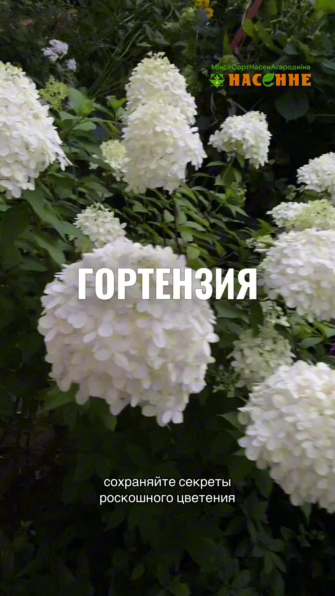 @nasenneby