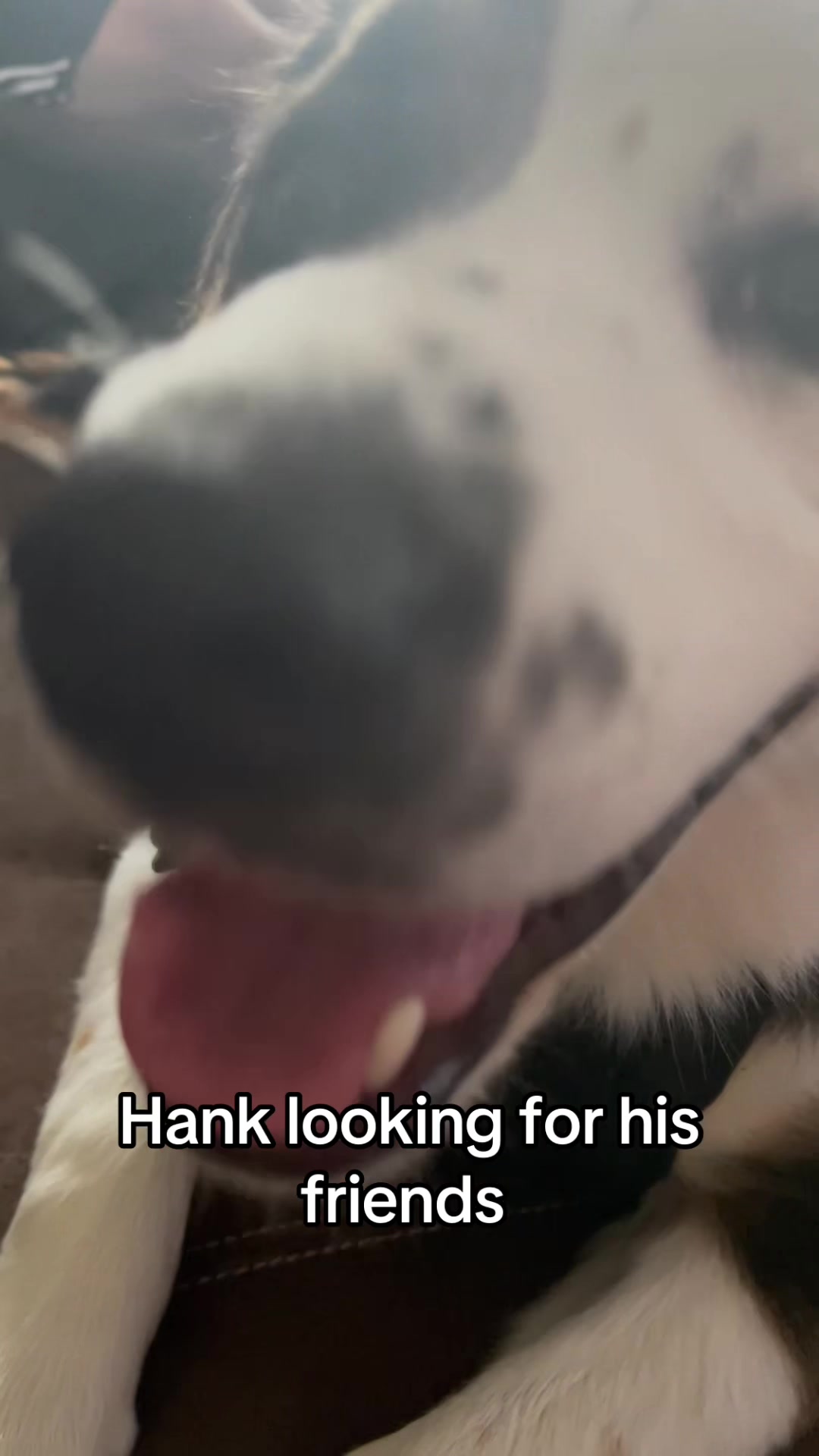 @hankanddollyrescuedogs