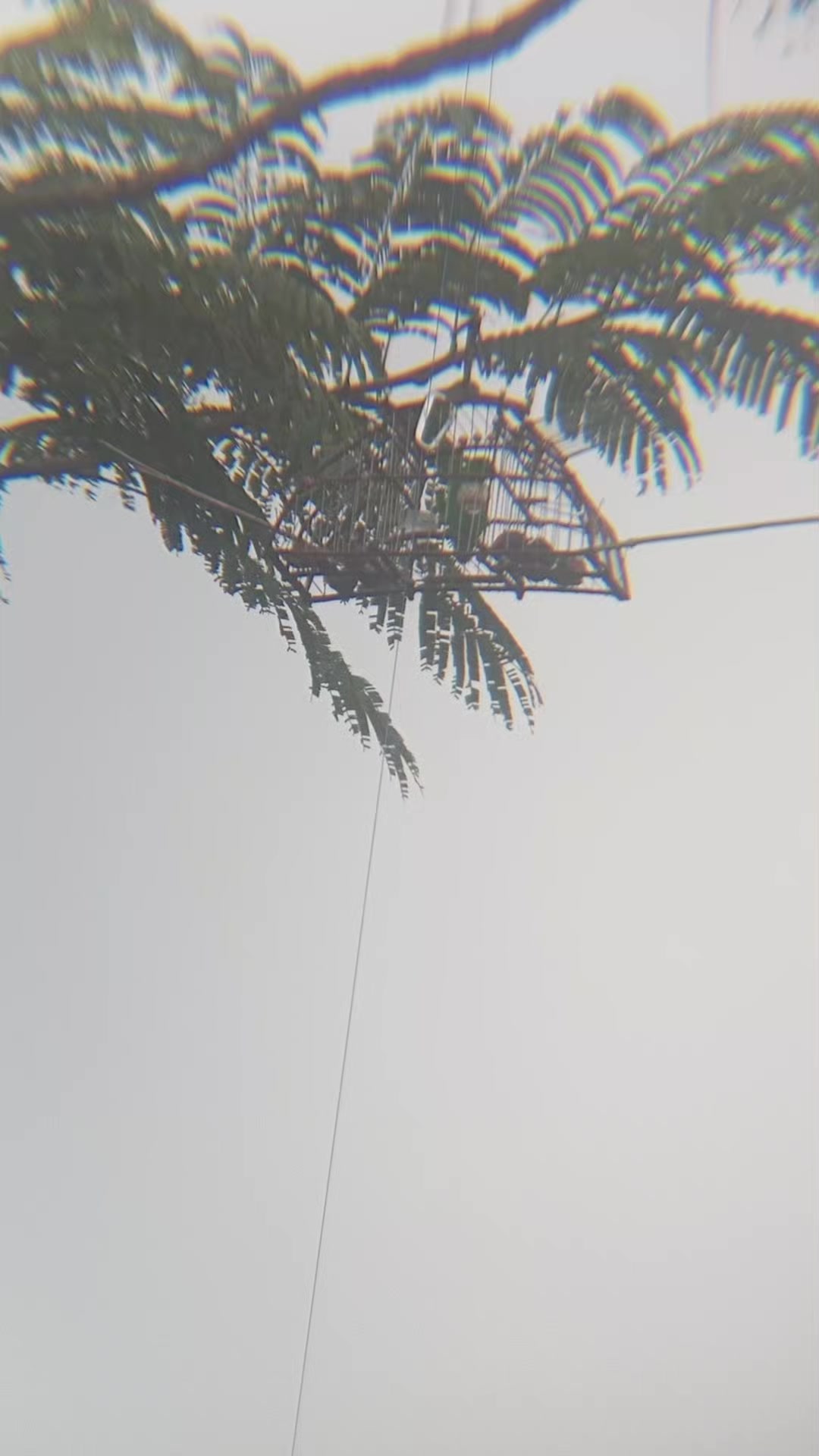 @Srindit kaltara 🦜