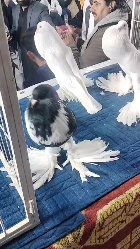 @EA Pigeons