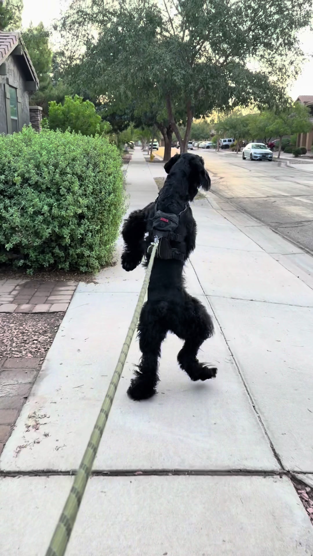 @Fiona Walks