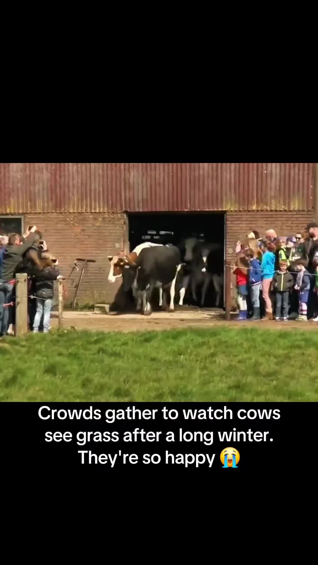 @Pawsitivitycore