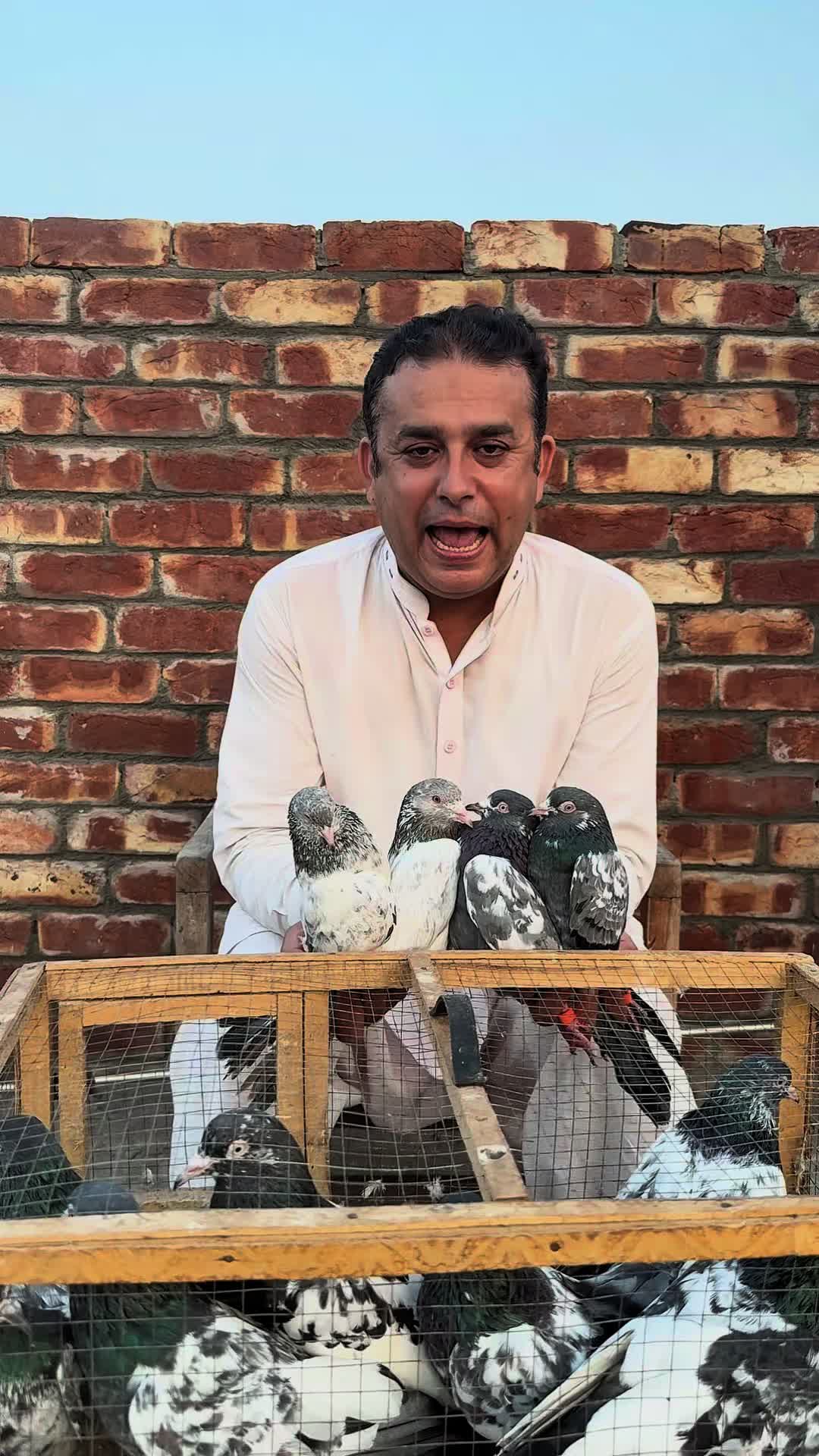 @Lahore Pigeon