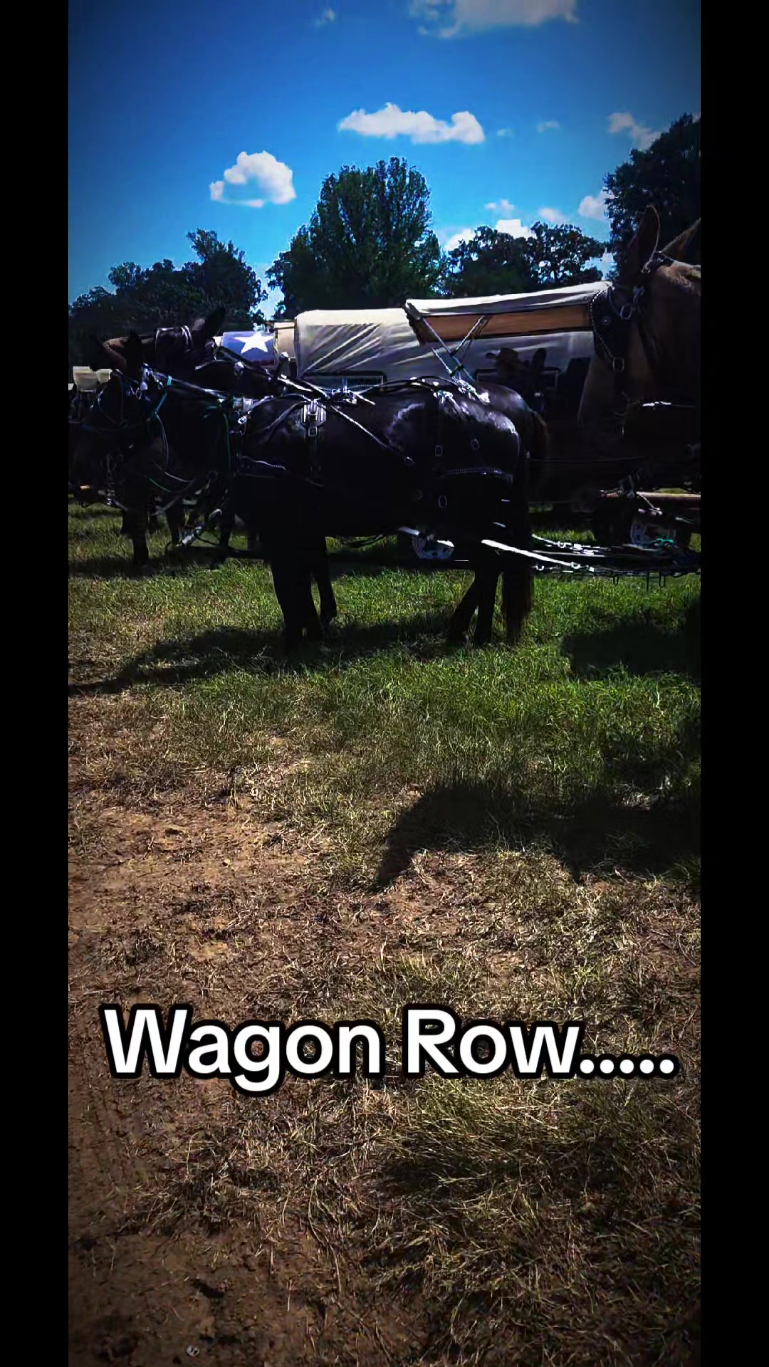 @CactusLMules