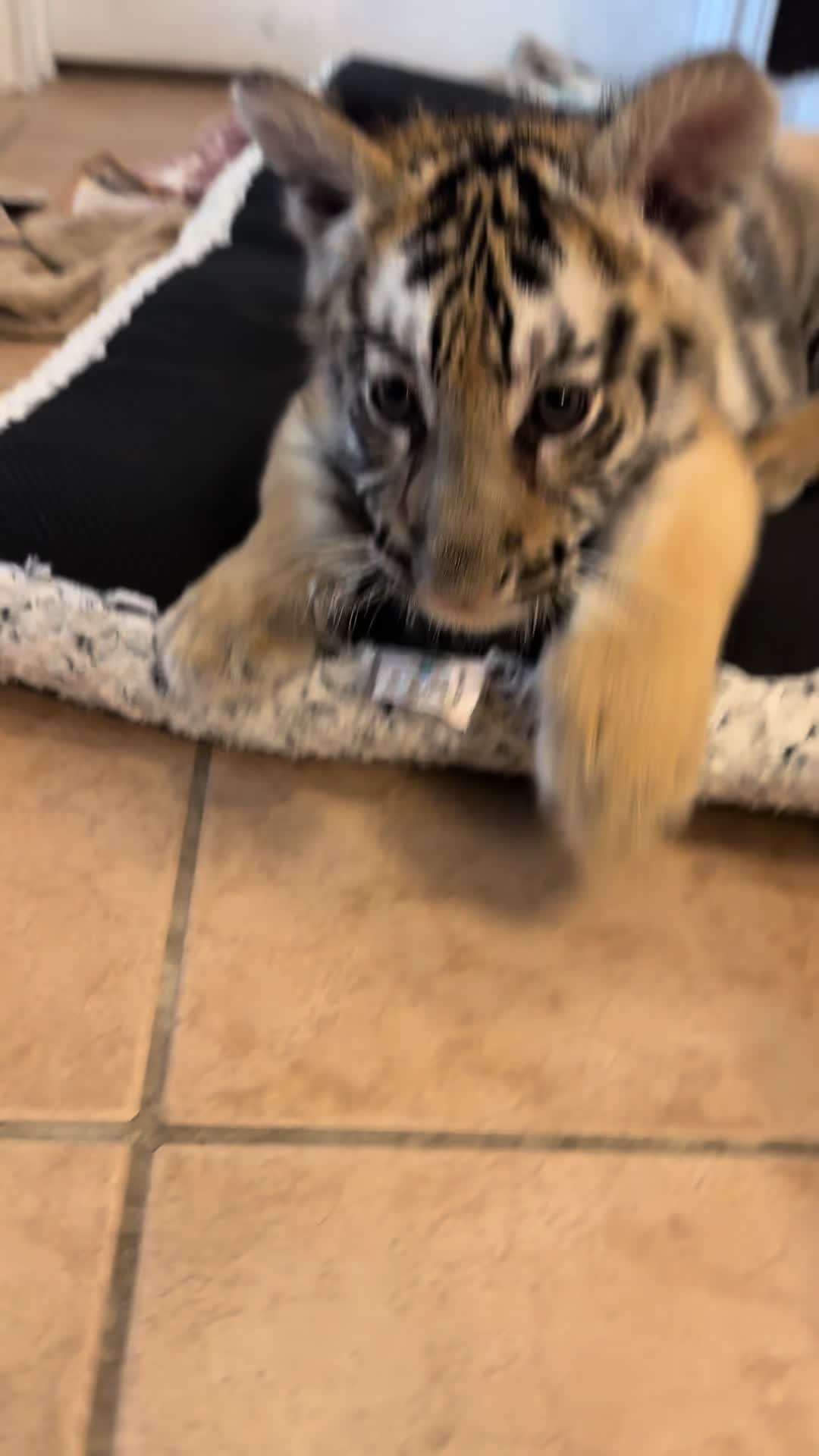 @Texas Wildlife Park