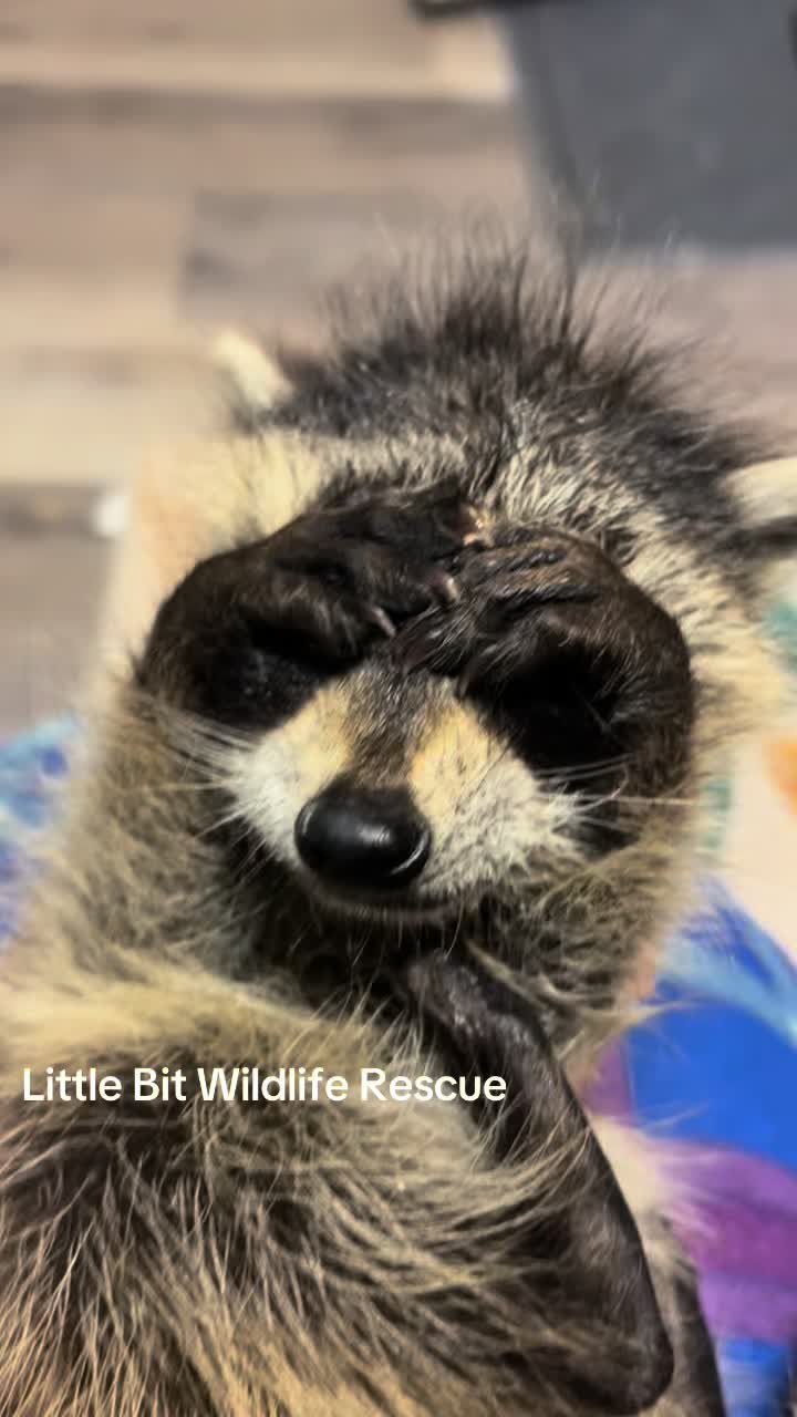 @Little Bit Wildlife Rescue