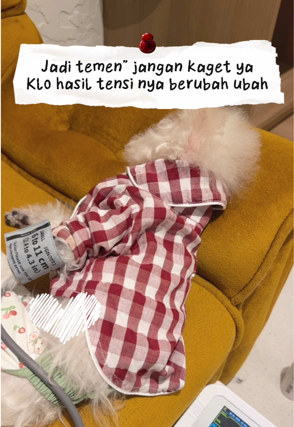@Jiro and the poodle gang