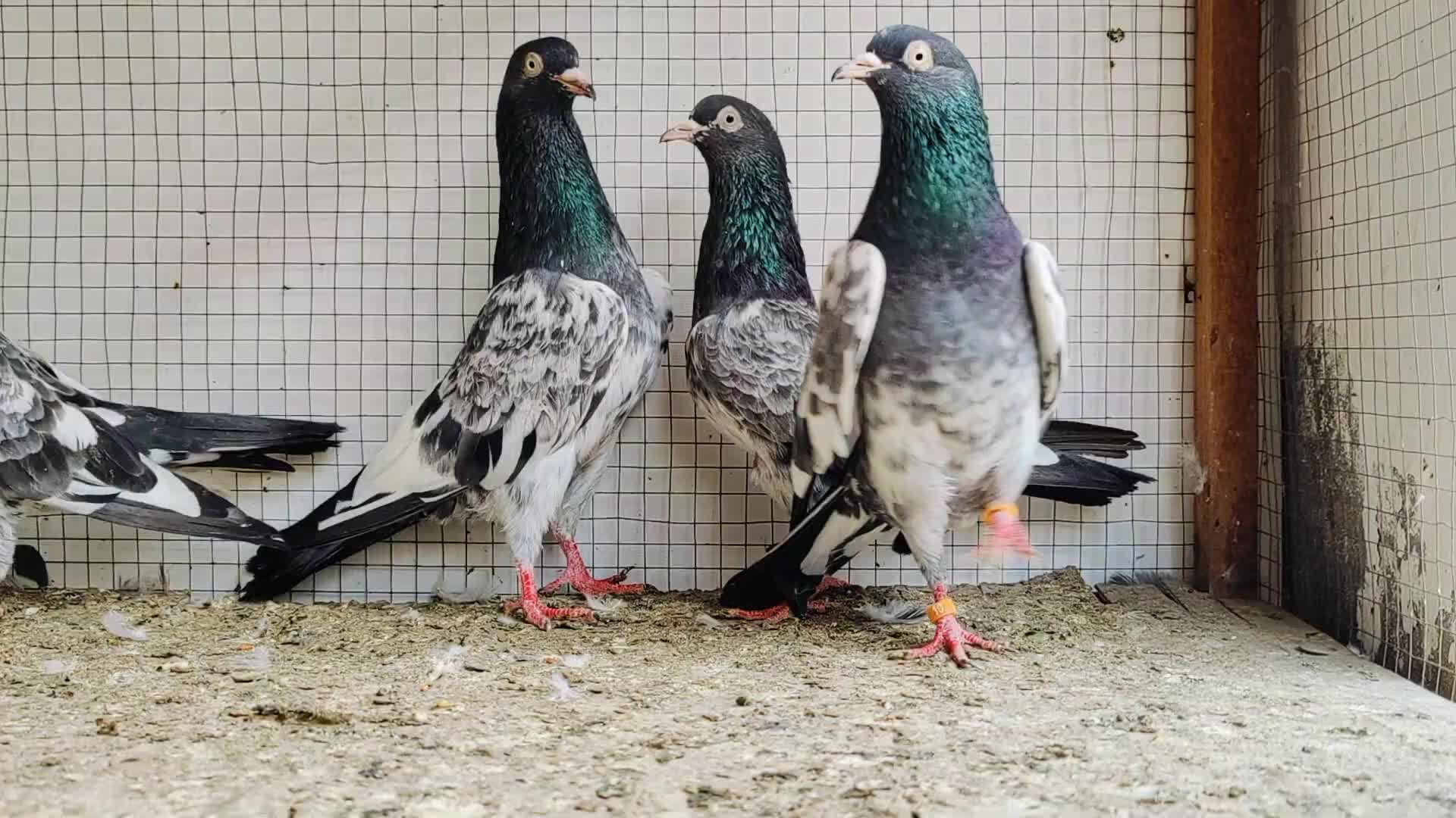 @الجبوري ✪