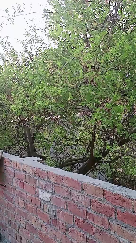 @Zahidjutt
