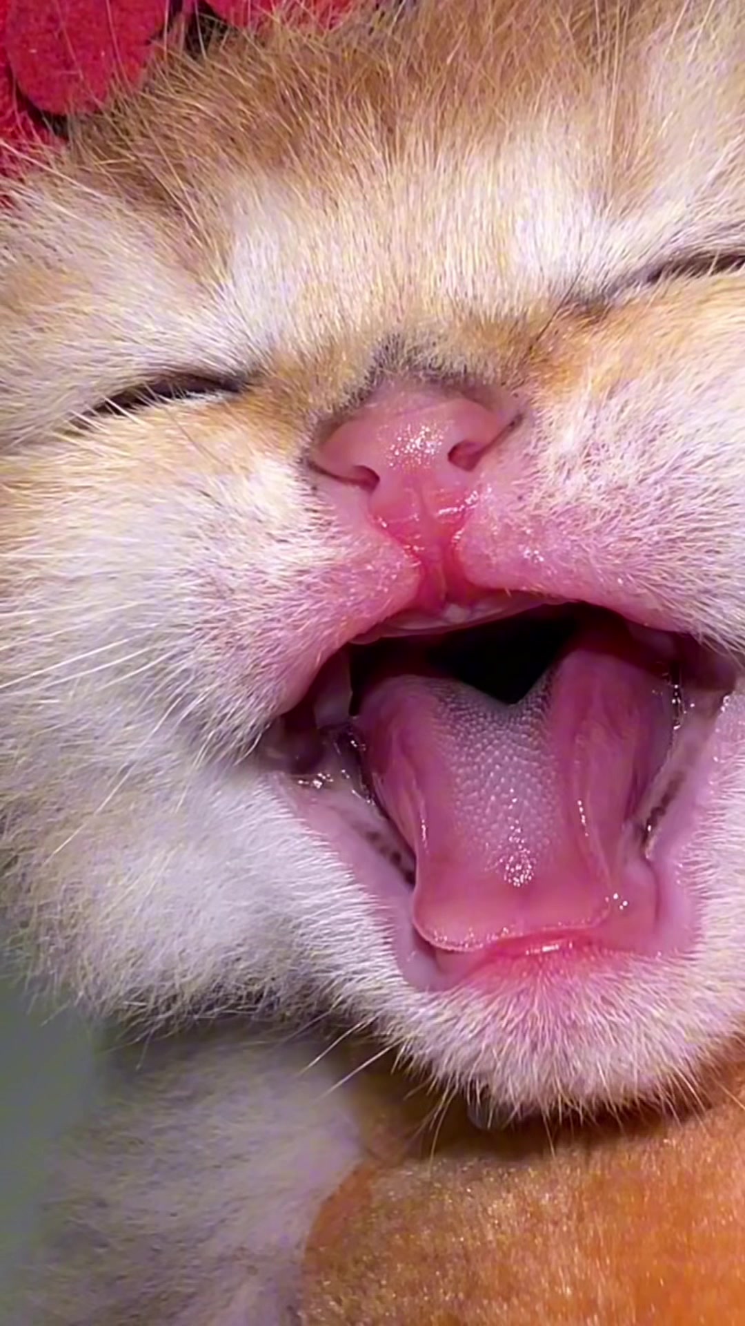 @Soothing Cats😻