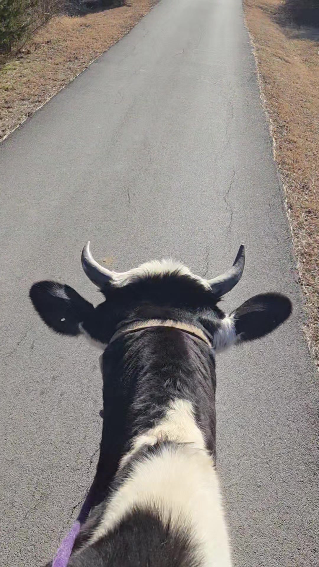 @Only Cows