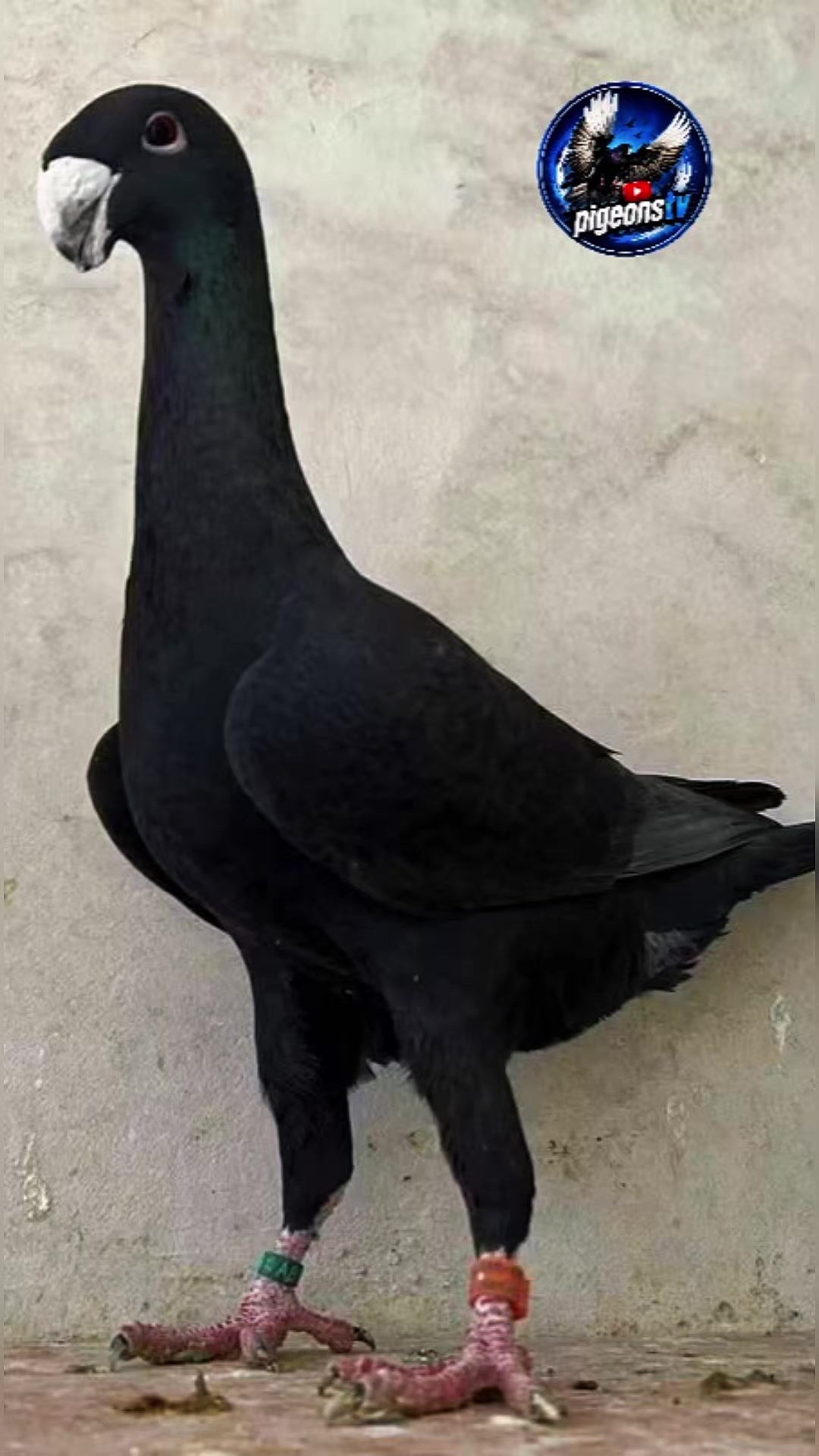 @Pigeons Tv