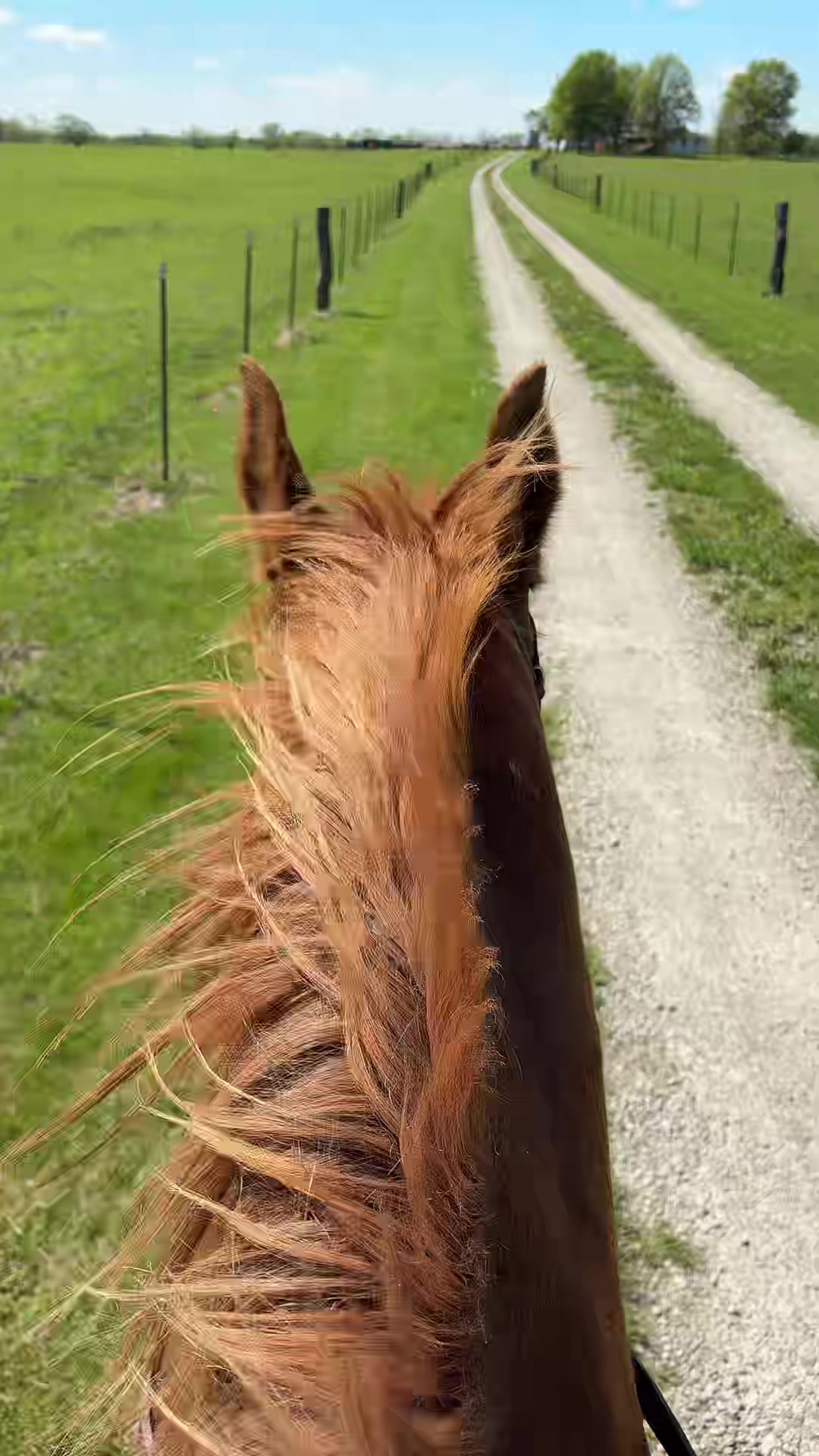 @That one horse girl