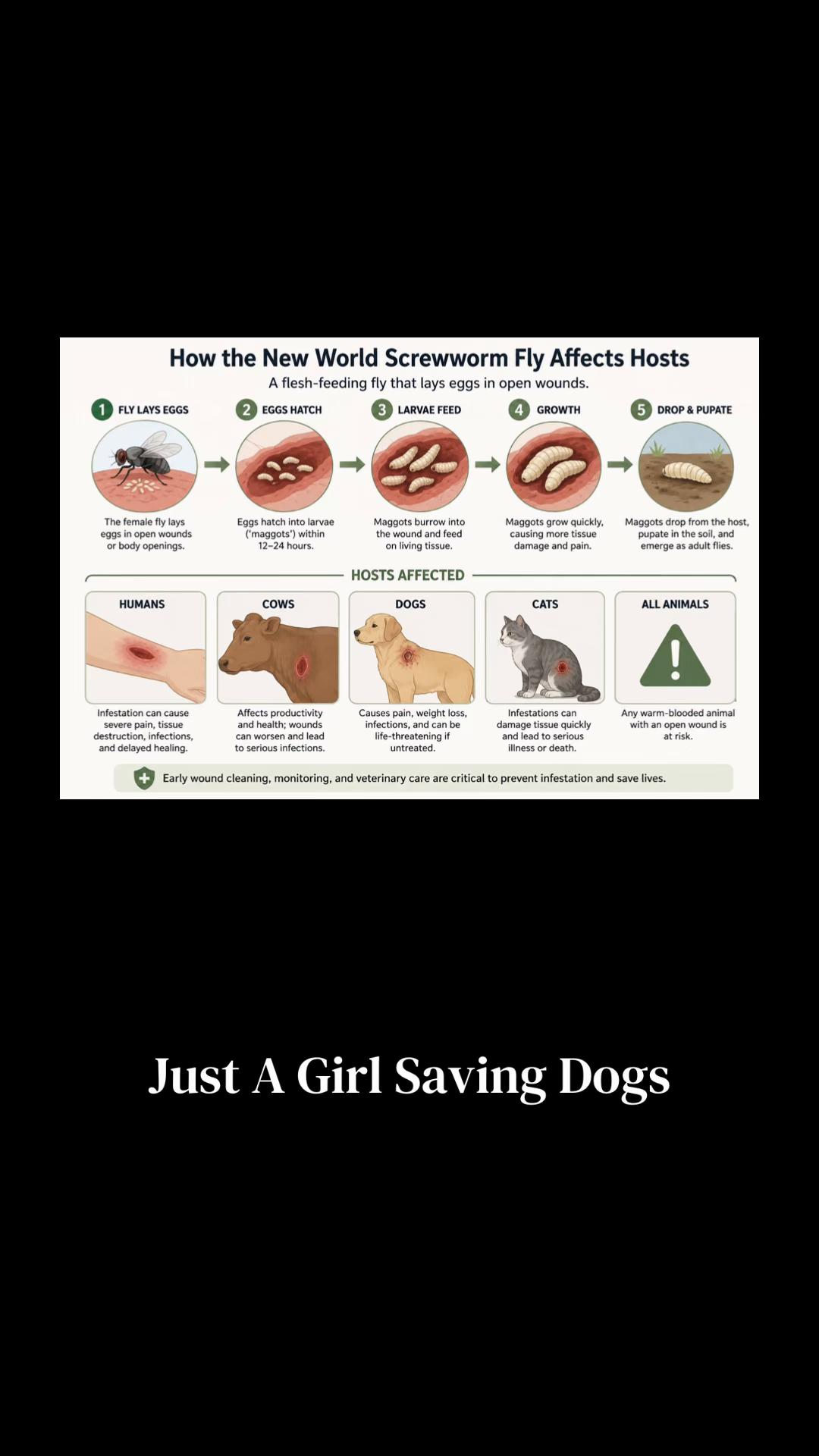 @Just A Girl Saving Dogs