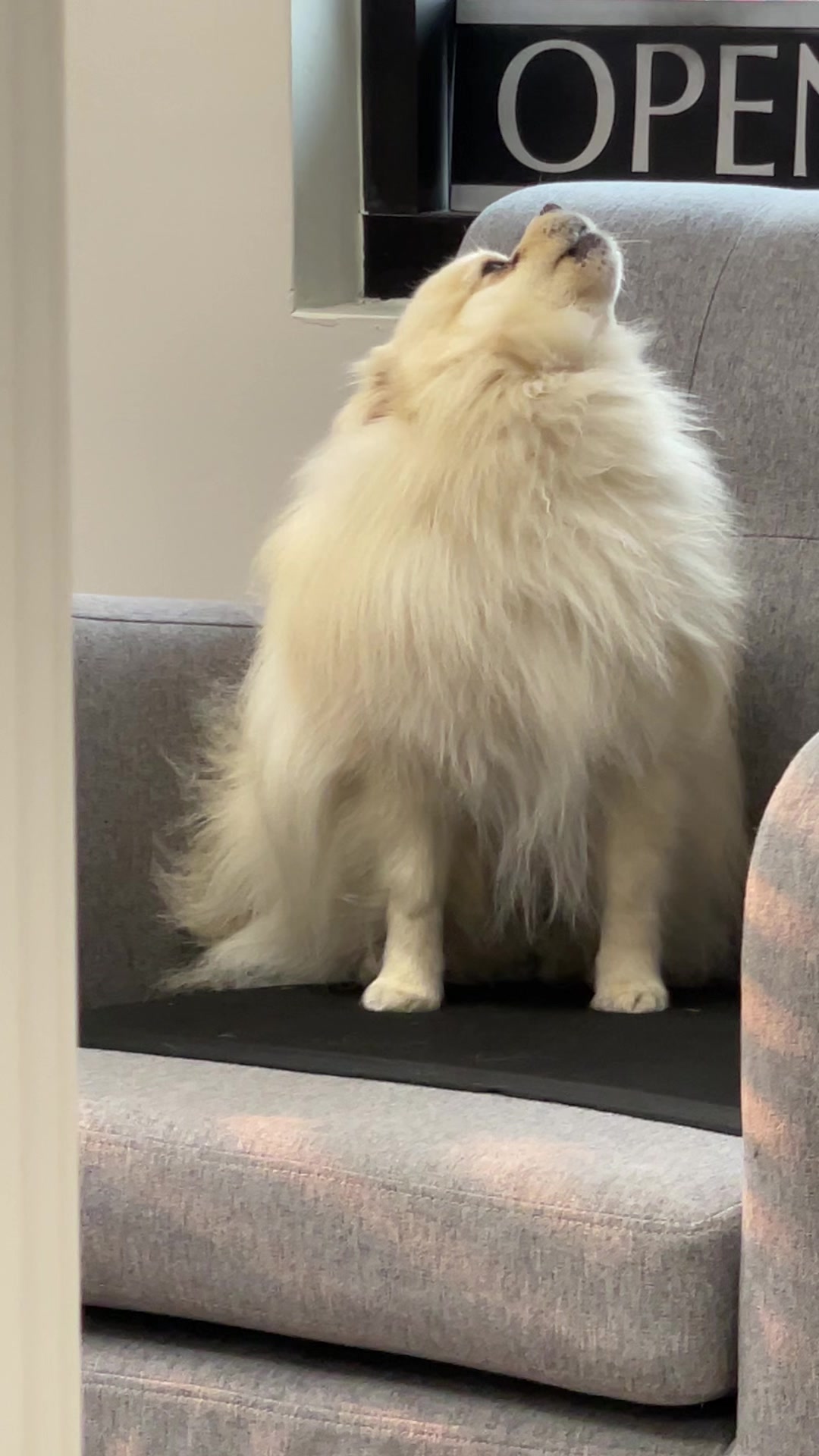 @beingmilothepom
