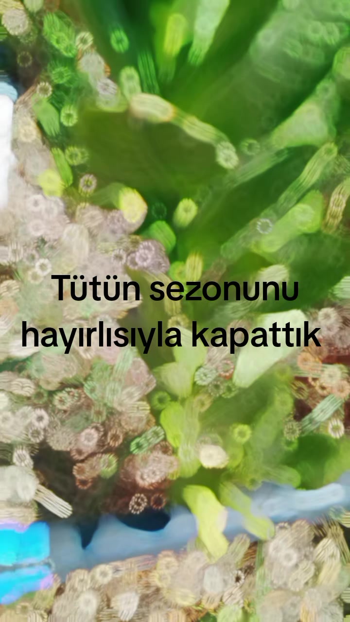 @''K. B''