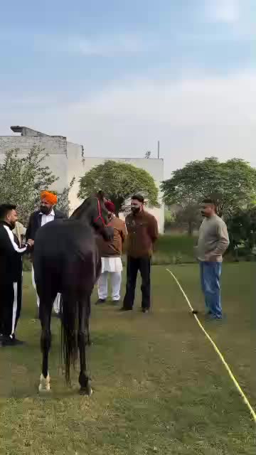 @bhindabajwa majha pb o6