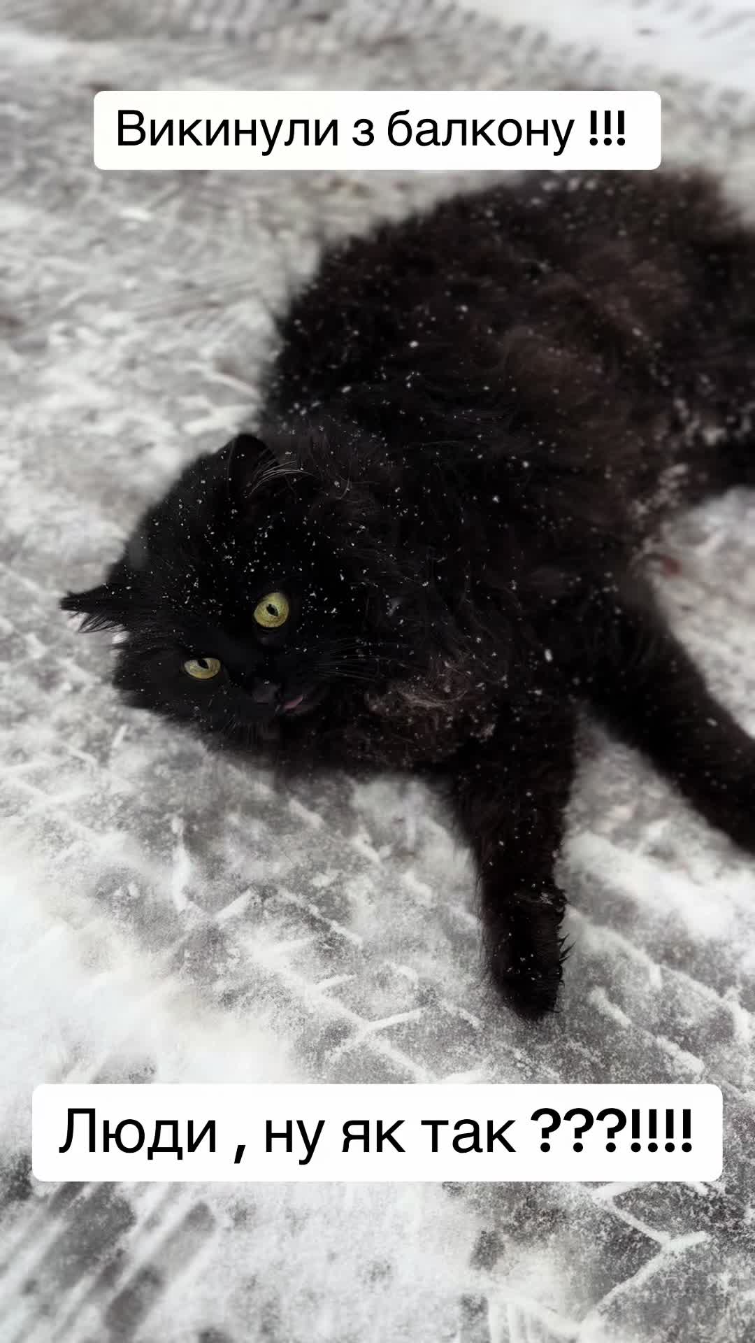 @tanya.help.animal