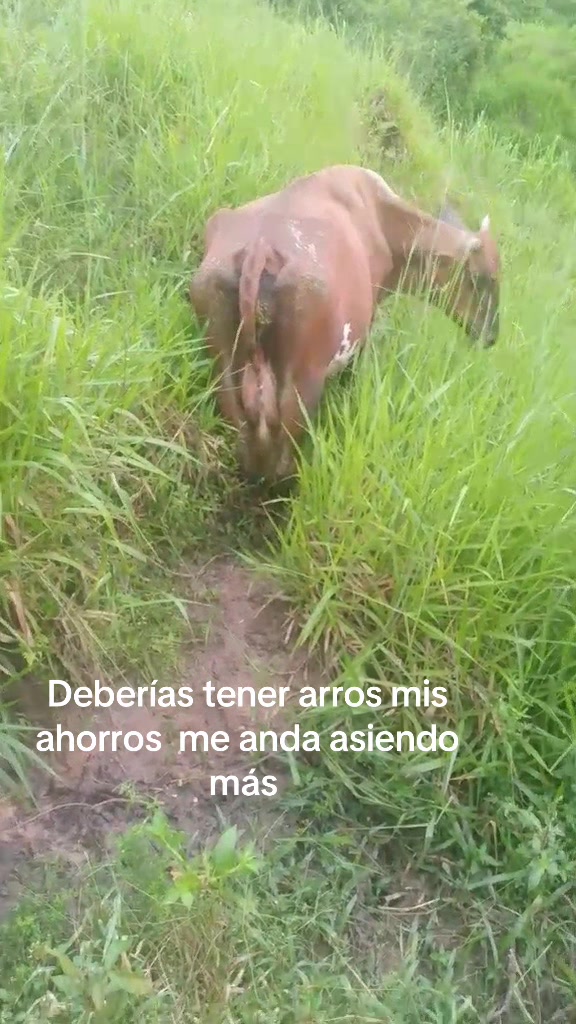 @Rodriguez