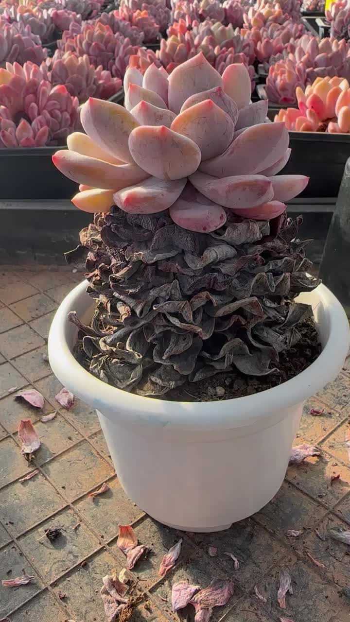 @LushSuccs