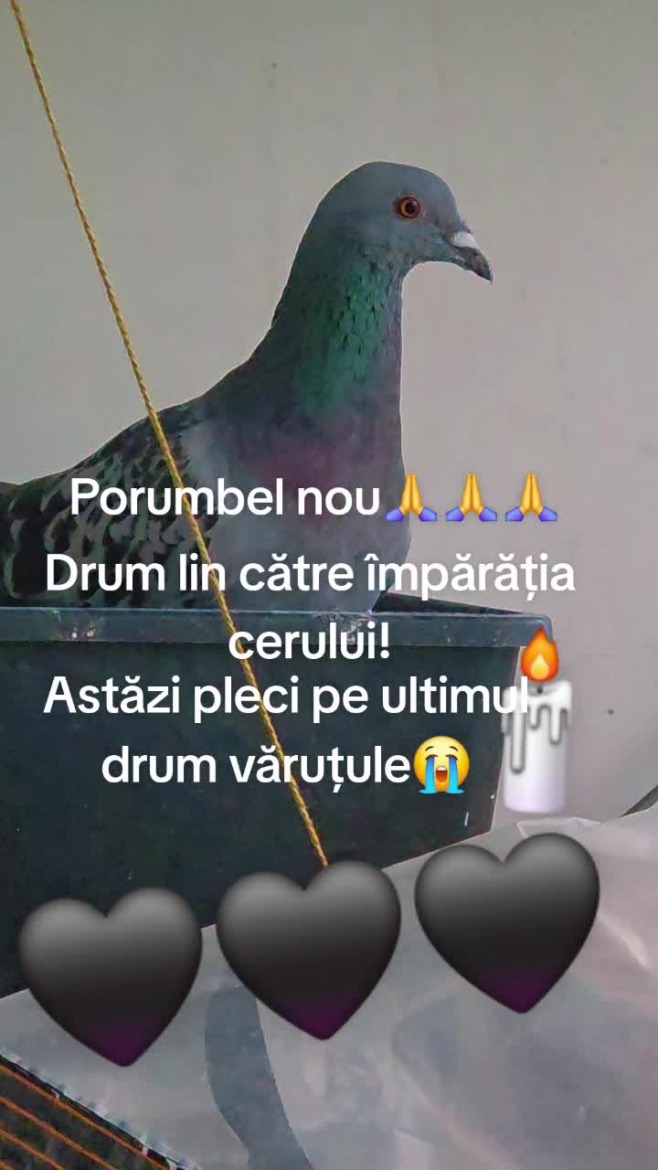 @🇩🇪🦉🖤Anușka🖤🦉🇷🇴