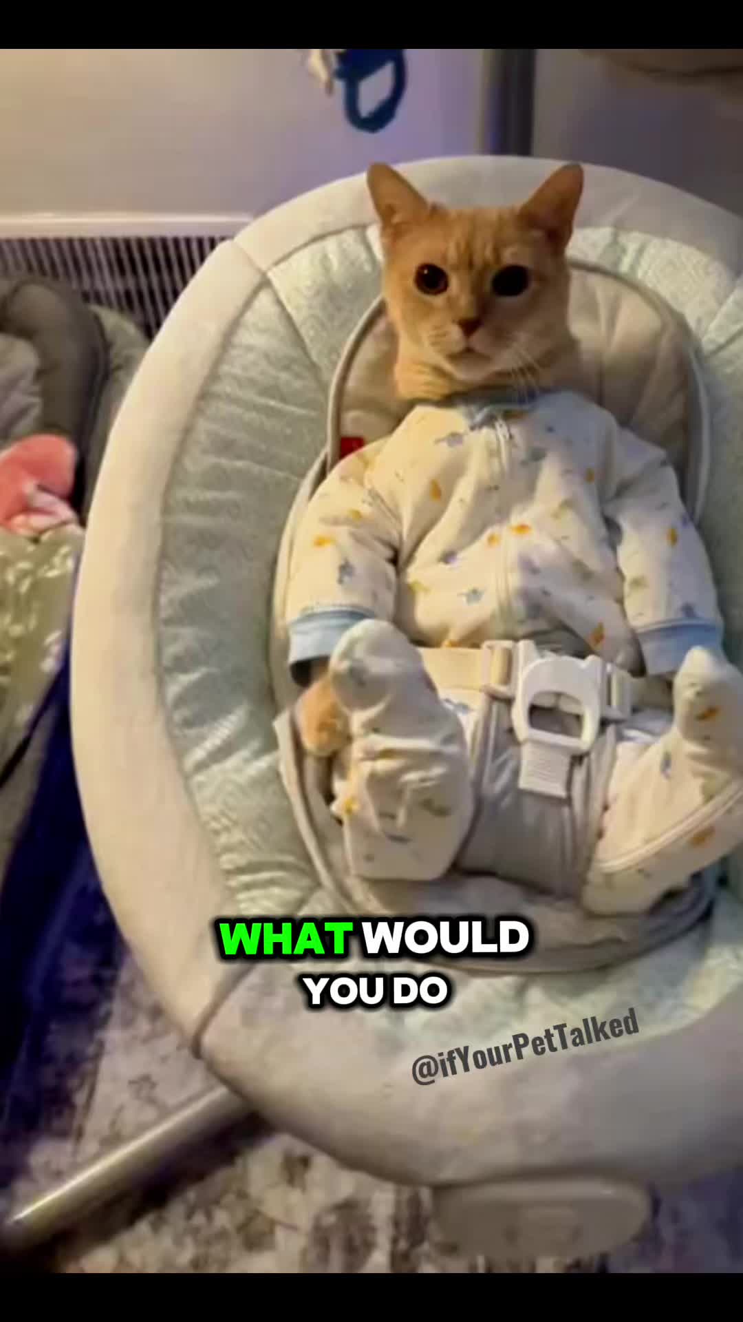 @If Your Pet Talked