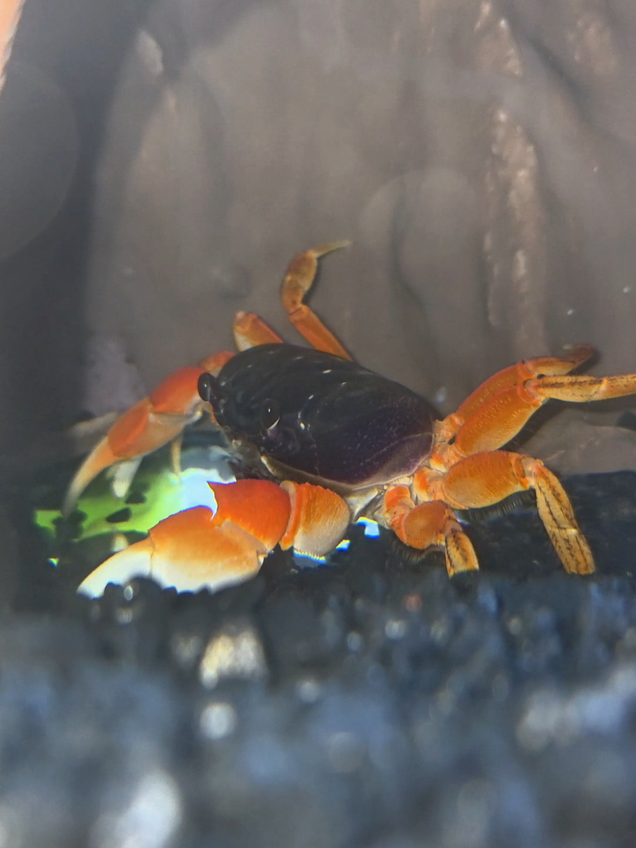 @Howie The Crab