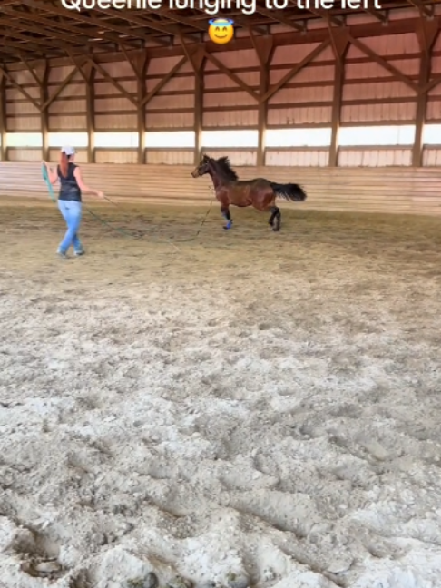 @Horses TikTok