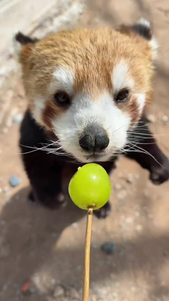 @littlepanda6487