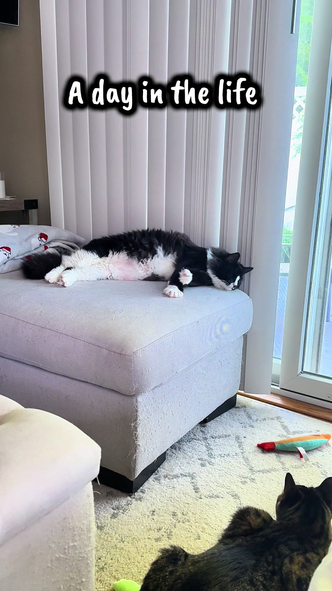 @TailsandWhiskersCo