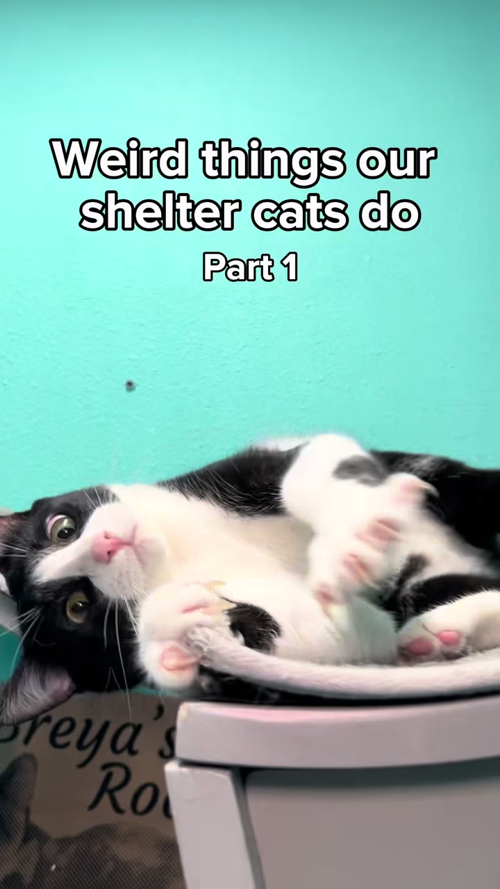 @AbandonedAnimalRescue