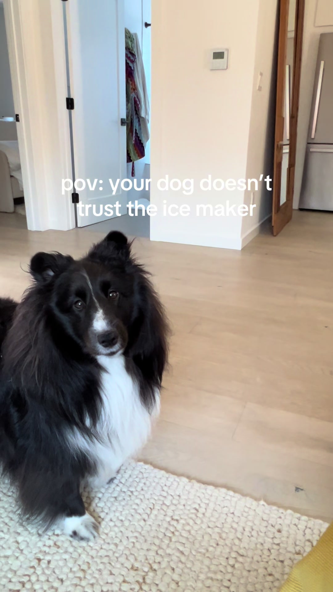 @beauthesheltie