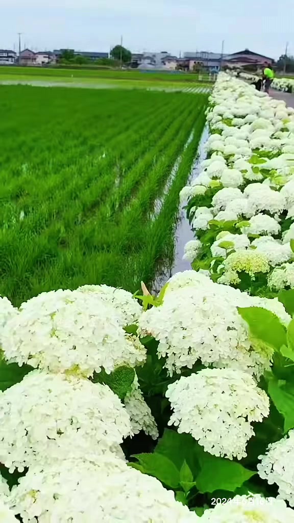 @Nhật Bản du ký