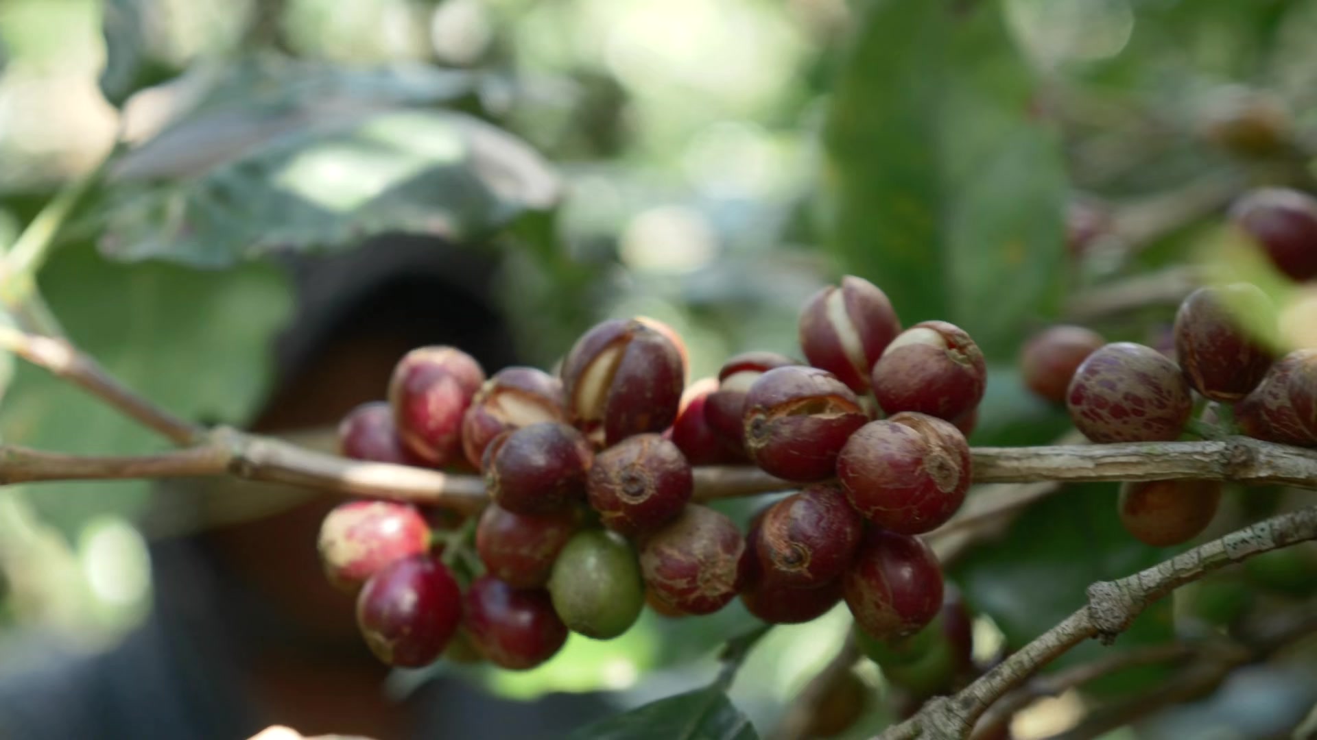 @የጓሮ ማሕበረሰብ-GARDENING COMMUNITY