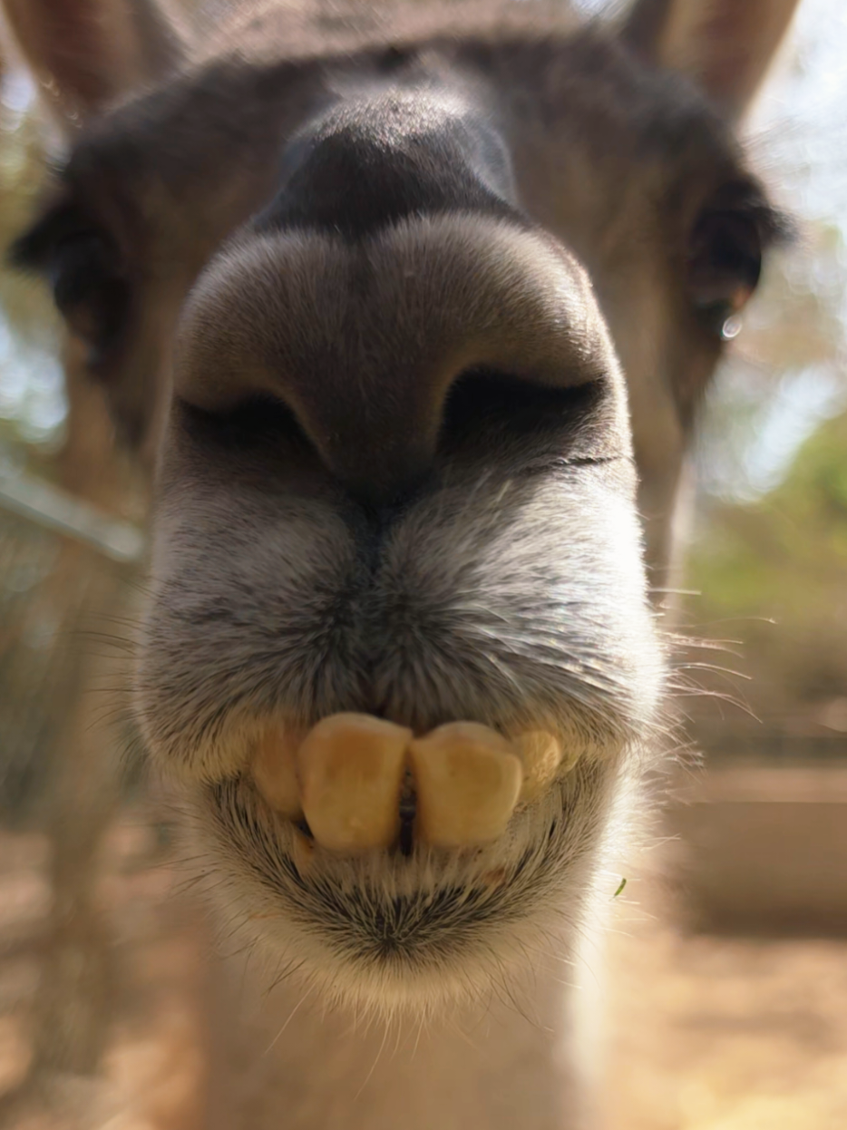 @funny:)animalsbytwins