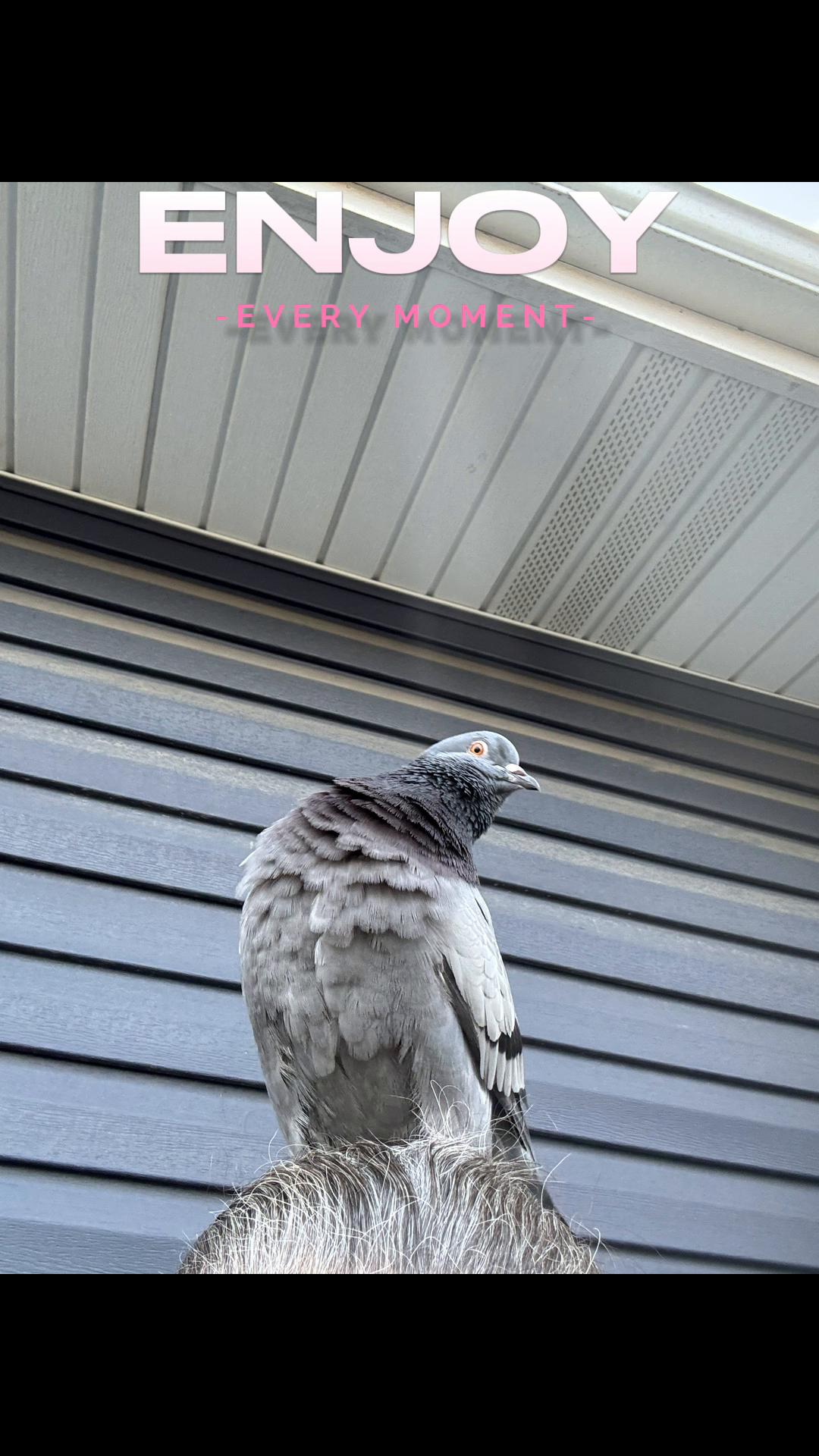 @Beebee The Pigeon