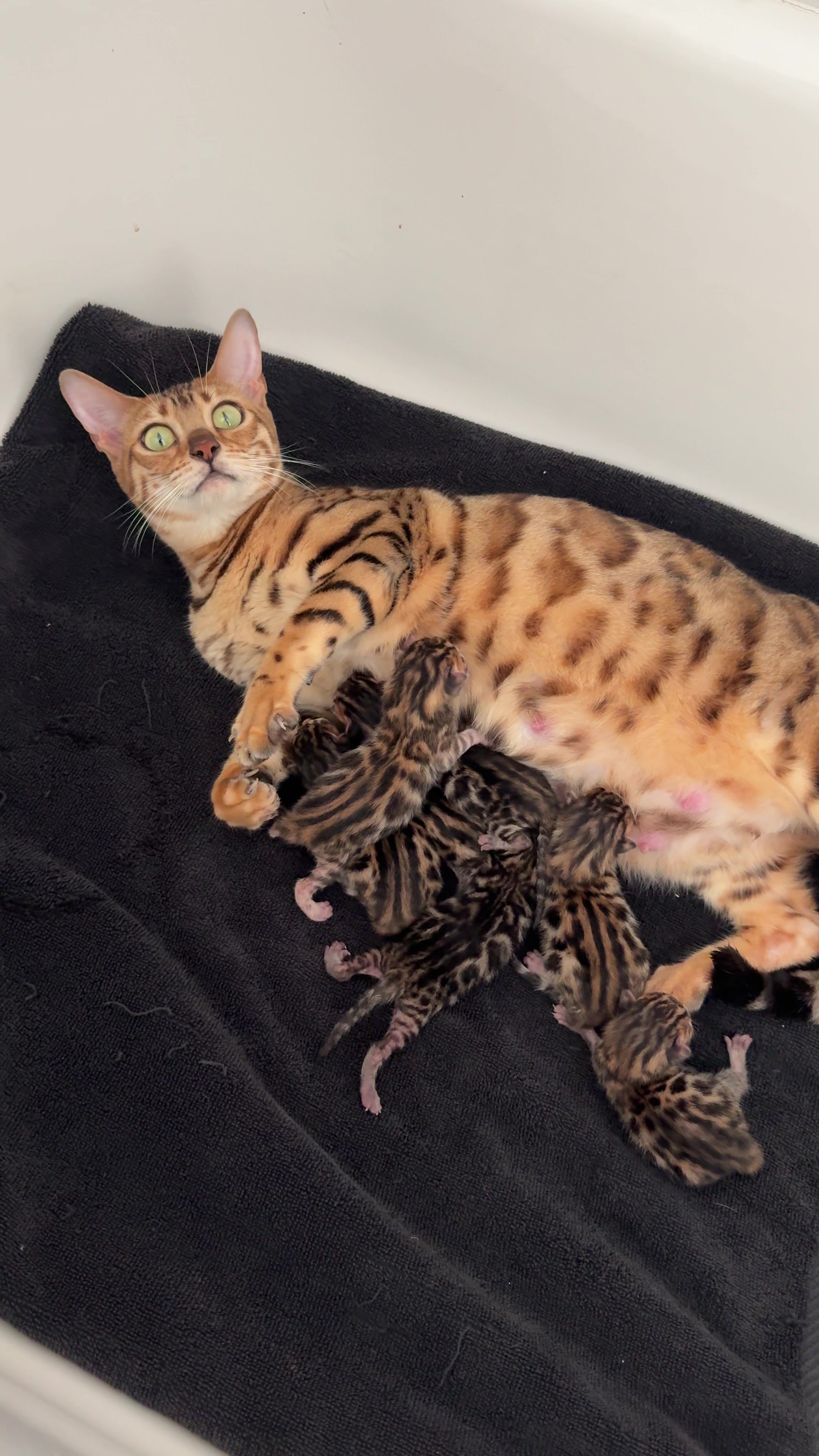 @Bengal Cats