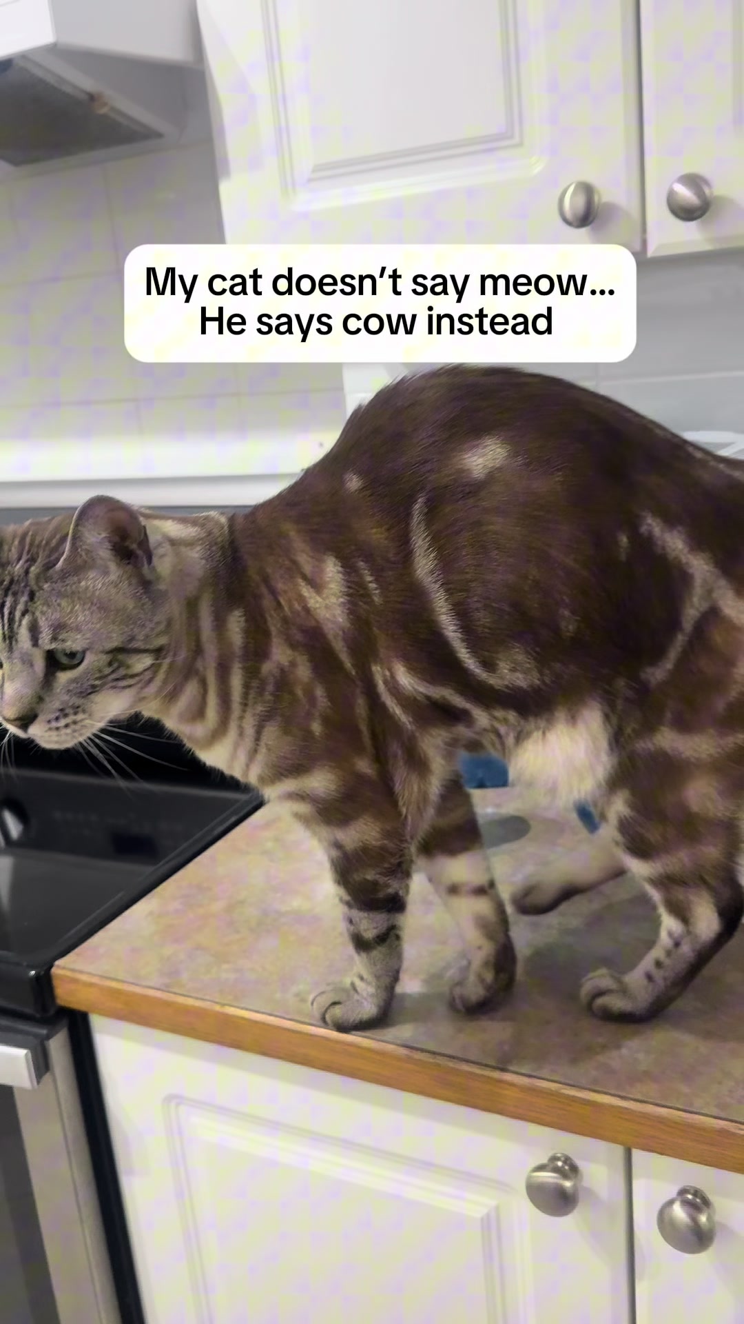 @Three Nawty Cats